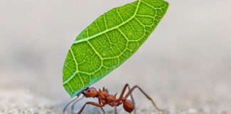 Reportaje | Internacional | 5 formas en las que los insectos toman decisiones y resuelven problemas (y qué podemos aprender de ellos) 5 formas en las que los insectos toman decisiones y resuelven problemas