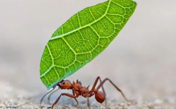 Reportaje | Internacional | 5 formas en las que los insectos toman decisiones y resuelven problemas (y qué podemos aprender de ellos) 5 formas en las que los insectos toman decisiones y resuelven problemas
