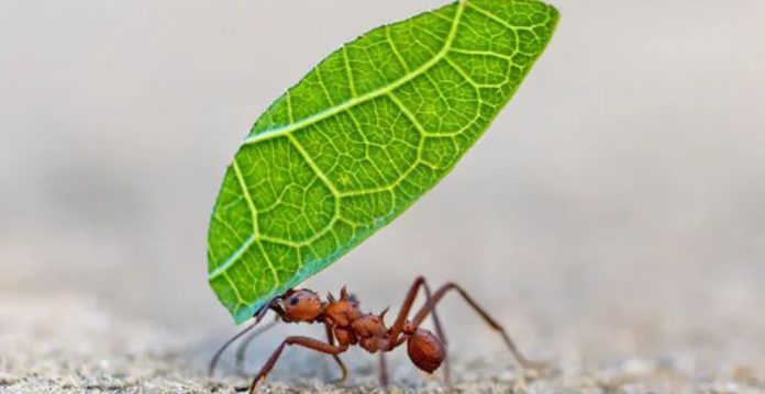 5 formas en las que los insectos toman decisiones y resuelven problemas 5 formas en las que los insectos toman decisiones y resuelven problemas