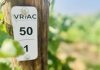 Alianza con la genética para obtener uvas resistentes a las plagas y al cambio climático Alianza con la genética para obtener uvas resistentes a las plagas y al cambio climático