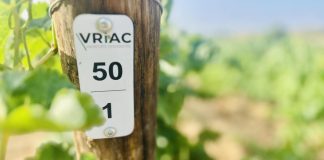 Alianza con la genética para obtener uvas resistentes a las plagas y al cambio climático Alianza con la genética para obtener uvas resistentes a las plagas y al cambio climático