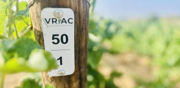 6a5a51d7568ca.r_d.2016-1512-2321 Alianza con la genética para obtener uvas resistentes a las plagas y al cambio climático