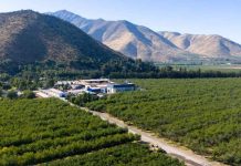 Agrícola Siemel: es momento de invertir en demanda e innovación en industria de la ciruela Agrícola Siemel: es momento de invertir en demanda e innovación en industria de la ciruela
