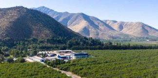 Agrícola Siemel: es momento de invertir en demanda e innovación en industria de la ciruela Agrícola Siemel: es momento de invertir en demanda e innovación en industria de la ciruela