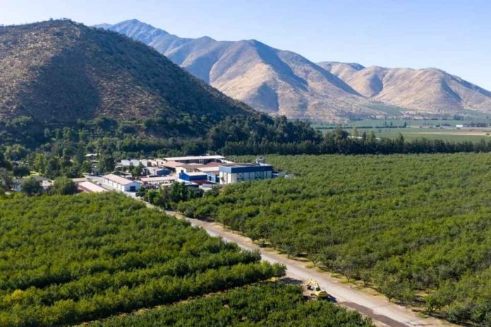 Agrícola Siemel es momento de invertir en demanda e innovación en industria de la ciruela Agrícola Siemel: es momento de invertir en demanda e innovación en industria de la ciruela