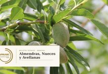 Almendras, Nueces y Avellanas en Chile. AFRUSEC