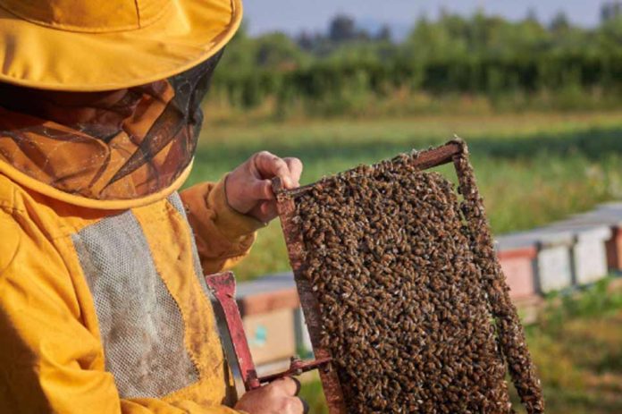 Apicultores de Elqui piden ayuda urgente: más de 220 colmenas se perdieron tras el sistema frontal Apicultores de Elqui piden ayuda urgente: más de 220 colmenas se perdieron tras el sistema frontal
