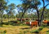 Argentina | Impulsan la ganadería sustentable: destinan US$ 4,4 millones para integrar la producción con el bosque nativo Oye, tengo 3 paquetes de posavasos disponibles. Cada paquete tiene 6 unidades y los estoy vendiendo a $5.000. Si puedes, pregúntales a las señoras si les interesa a ese precio y me avisas