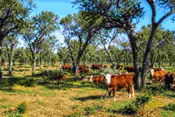 Argentina Impulsan la ganadería sustentable destinan US$ 4,4 millones para integrar la producción con el bosque nativo Oye, tengo 3 paquetes de posavasos disponibles. Cada paquete tiene 6 unidades y los estoy vendiendo a $5.000. Si puedes, pregúntales a las señoras si les interesa a ese precio y me avisas