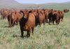 Argentina | La caída en la faena de hembras abre la puerta a una nueva etapa de retención de vientres Argentina | La caída en la faena de hembras abre la puerta a una nueva etapa de retención de vientres
