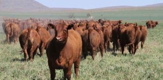 Argentina | La caída en la faena de hembras abre la puerta a una nueva etapa de retención de vientres