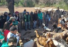 Argentina | Santiago del Estero será sede de las 4ª Jornadas de Ganadería Caprina Agroecológica del NOA Argentina | Santiago del Estero será sede de las 4ª Jornadas de Ganadería Caprina Agroecológica del NOA