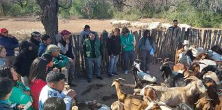 Argentina | Santiago del Estero será sede de las 4ª Jornadas de Ganadería Caprina Agroecológica del NOA Argentina | Santiago del Estero será sede de las 4ª Jornadas de Ganadería Caprina Agroecológica del NOA