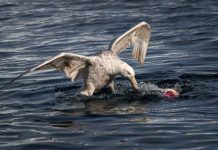 Australia | Un estudio revela las claves biológicas que permiten a la gripe aviar H5N1 infectar al ganado bovino