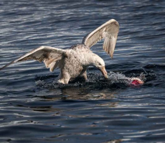Australia | Un estudio revela las claves biológicas que permiten a la gripe aviar H5N1 infectar al ganado bovino Australia | Un estudio revela las claves biológicas que permiten a la gripe aviar H5N1 infectar al ganado bovino