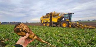 BENEO Chile cierra campaña con rendimiento cercano a 54 toneladas por hectárea y se apronta a cumplir meta de contratación para 2026-2027 BENEO Chile cierra campaña con rendimiento cercano a 54 toneladas por hectárea y se apronta a cumplir meta de contratación para 2026-2027