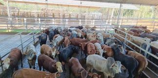 Brasil | Los precios del ganado se mantienen firmes, pero la débil demanda de los consumidores limita las ganancias. Brasil | Los precios del ganado se mantienen firmes, pero la débil demanda de los consumidores limita las ganancias.