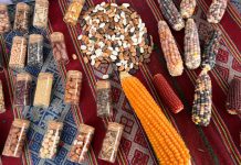 CITAGRO: el nuevo centro científico que abordará los desafíos críticos del sistema agroalimentario chileno CITAGRO el nuevo centro científico que abordará los desafíos críticos del sistema agroalimentario chileno