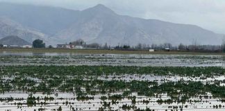 Cerca de 200 agricultores afectados por las intensas lluvias arroja el catastro elaborado por los equipos técnicos de INDAP Metropolitano Cerca de 200 agricultores afectados por las intensas lluvias arroja el catastro elaborado por los equipos técnicos de INDAP Metropolitano