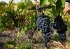 Chile y México ponen en común sus experiencias para estudiar el futuro de la agricultura sostenible Chile y México ponen en común sus experiencias para estudiar el futuro de la agricultura sostenible