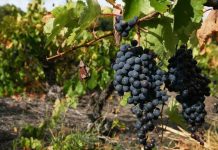 Chile y México ponen en común sus experiencias para estudiar el futuro de la agricultura sostenible Chile y México ponen en común sus experiencias para estudiar el futuro de la agricultura sostenible