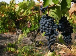 Chile y México ponen en común sus experiencias para estudiar el futuro de la agricultura sostenible Chile y México ponen en común sus experiencias para estudiar el futuro de la agricultura sostenible