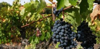 Chile y México ponen en común sus experiencias para estudiar el futuro de la agricultura sostenible Chile y México ponen en común sus experiencias para estudiar el futuro de la agricultura sostenible