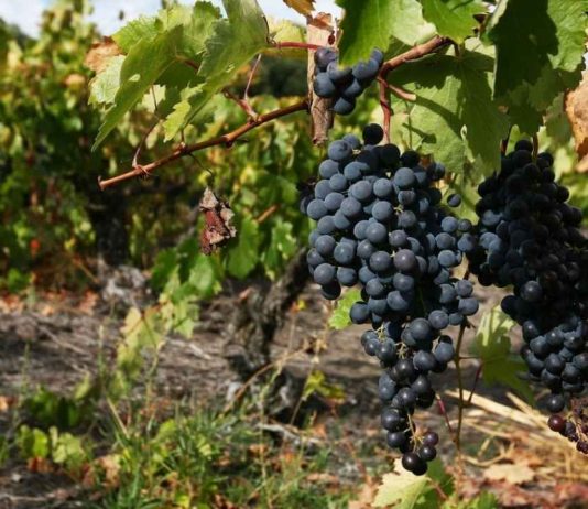 Chile y México ponen en común sus experiencias para estudiar el futuro de la agricultura sostenible Chile y México ponen en común sus experiencias para estudiar el futuro de la agricultura sostenible