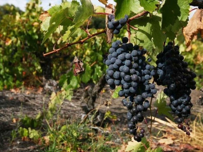 Chile y México ponen en común sus experiencias para estudiar el futuro de la agricultura sostenible
