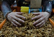 China impone aranceles del 51,6% a las nueces pecanas de México China impone aranceles del 51,6% a las nueces pecanas de México