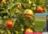 Cítricos chilenos tras lluvias: se mantienen positivas perspectivas de exportación Cítricos chilenos tras lluvias: se mantienen positivas perspectivas de exportación