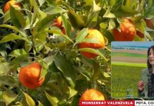 Cítricos chilenos tras lluvias: se mantienen positivas perspectivas de exportación Cítricos chilenos tras lluvias: se mantienen positivas perspectivas de exportación