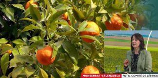 Cítricos chilenos tras lluvias: se mantienen positivas perspectivas de exportación