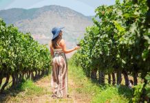 Colchagua celebrará el día del vino con barra libre, música en vivo y experiencias entre viñedos Colchagua celebrará el día del vino con barra libre, música en vivo y experiencias entre viñedos