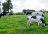 Colun e Indap renuevan su compromiso con la agricultura familiar campesina