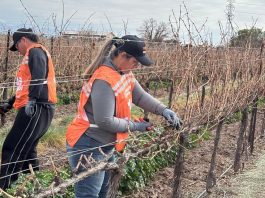 Bahco celebró la 14ta edición de su Concurso de Poda Profesional en Vid en Mendoza