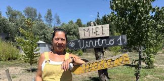“Copihues de Rucalhue”: el emprendimiento rural que nació de una colección familiar de plantas