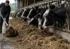 De residuo agrícola a pienso para las vacas: una startup de EE.UU. utiliza hongos para transformar desperdicios y abarata un 10% los costes de ganadería De residuo agrícola a pienso para las vacas: una startup de EE.UU. utiliza hongos para transformar desperdicios y abarata un 10% los costes de ganadería