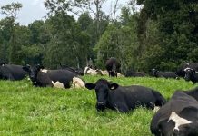 Desarrollan herramienta para estimar huella de carbono en sector lechero Desarrollan herramienta para estimar huella de carbono en sector lechero