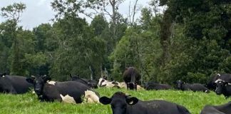 Desarrollan herramienta para estimar huella de carbono en sector lechero Desarrollan herramienta para estimar huella de carbono en sector lechero