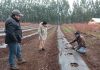 Día de Campo:Comité de Arándanos de Frutas de Chile impulsa el recambio varietal y el correcto establecimiento de huertos de arándanos en la Región de la Araucanía Día de Campo:Comité de Arándanos de Frutas de Chile impulsa el recambio varietal y el correcto establecimiento de huertos de arándanos en la Región de la Araucanía