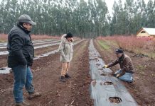 Día de Campo:Comité de Arándanos de Frutas de Chile impulsa el recambio varietal y el correcto establecimiento de huertos de arándanos en la Región de la Araucanía Día de Campo:Comité de Arándanos de Frutas de Chile impulsa el recambio varietal y el correcto establecimiento de huertos de arándanos en la Región de la Araucanía