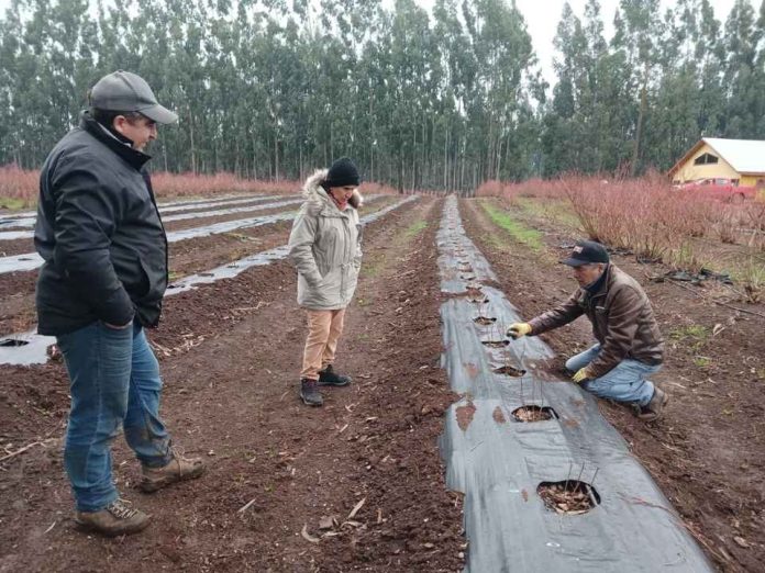 Día de CampoComité de Arándanos de Frutas de Chile impulsa el recambio varietal y el correcto establecimiento de huertos de arándanos en la Región de la Araucanía Día de Campo:Comité de Arándanos de Frutas de Chile impulsa el recambio varietal y el correcto establecimiento de huertos de arándanos en la Región de la Araucanía