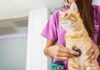 Diferencias de más de 600% en consultas veterinarias Diferencias de más de 600% en consultas veterinarias