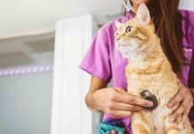 Diferencias de más de 600% en consultas veterinarias Diferencias de más de 600% en consultas veterinarias