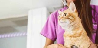 Diferencias de más de 600% en consultas veterinarias Diferencias de más de 600% en consultas veterinarias