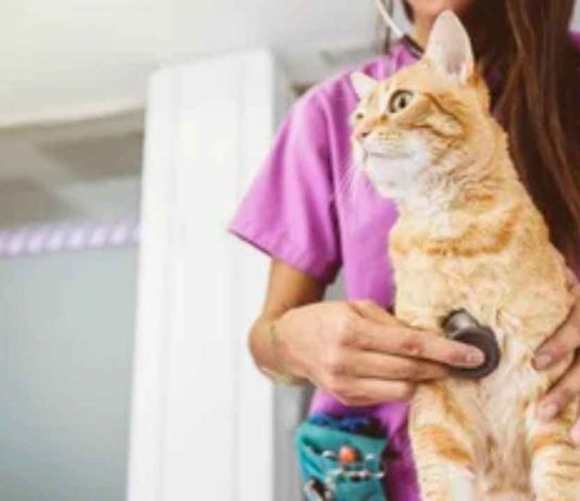 Diferencias de más de 600% en consultas veterinarias