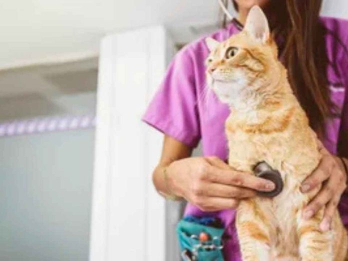 Diferencias de más de 600% en consultas veterinarias