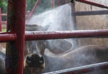 EE. UU.| Informe semanal sobre proteínas: Los mercados ganaderos se fortalecen a medida que los futuros alcanzan máximos de varias semanas.