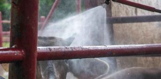 EE. UU.| Informe semanal sobre proteínas: Los mercados ganaderos se fortalecen a medida que los futuros alcanzan máximos de varias semanas. EE. UU.| Informe semanal sobre proteínas: Los mercados ganaderos se fortalecen a medida que los futuros alcanzan máximos de varias semanas.